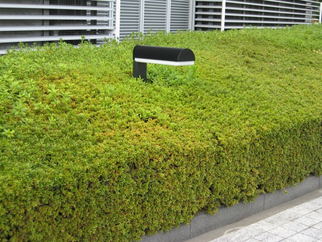 植栽工事2